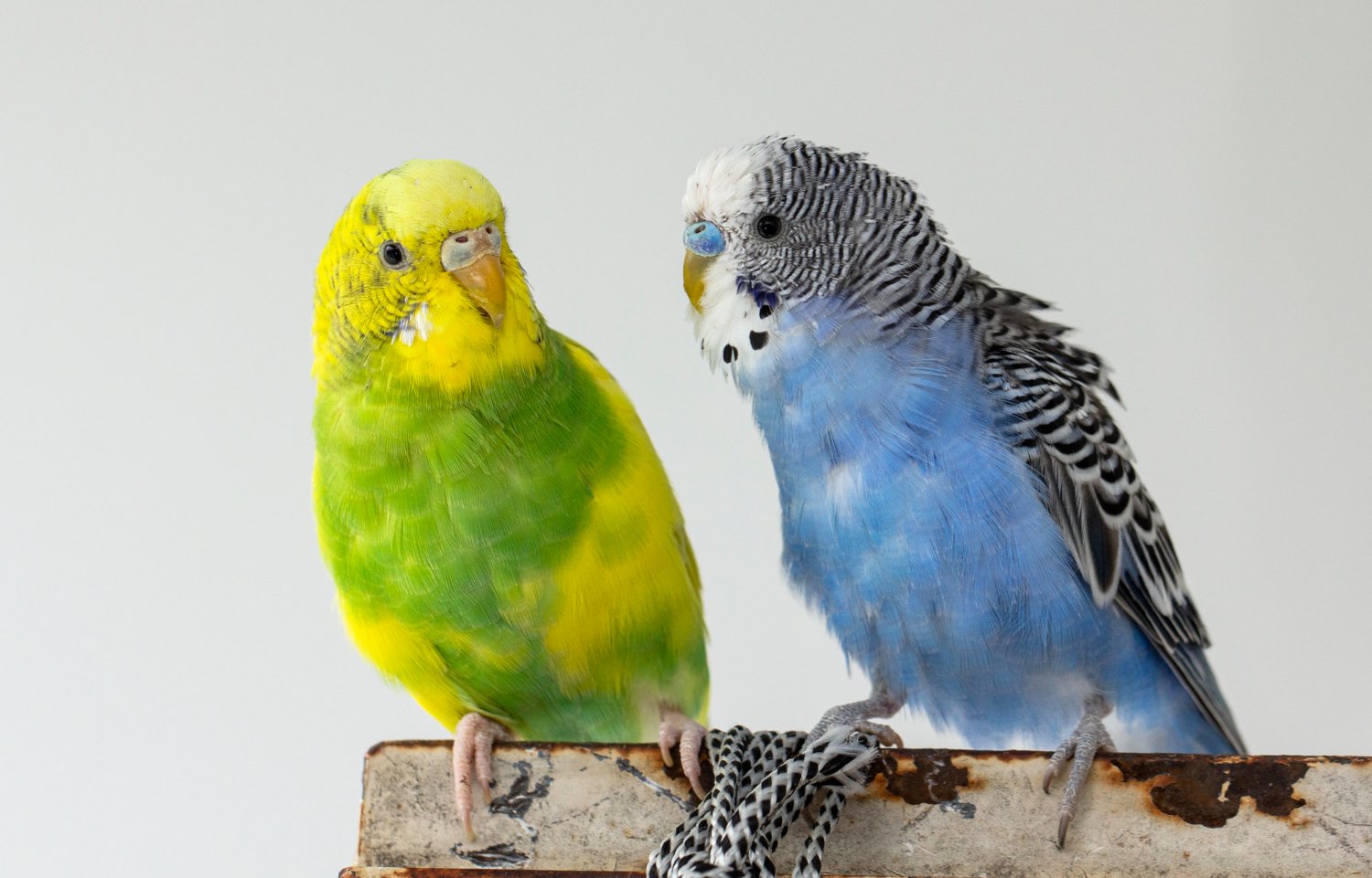 兩隻虎皮鸚鵡,一隻黃綠色母鳥(臘膜白色)、一隻藍灰色公鳥(臘膜藍色)站在樹幹上對視