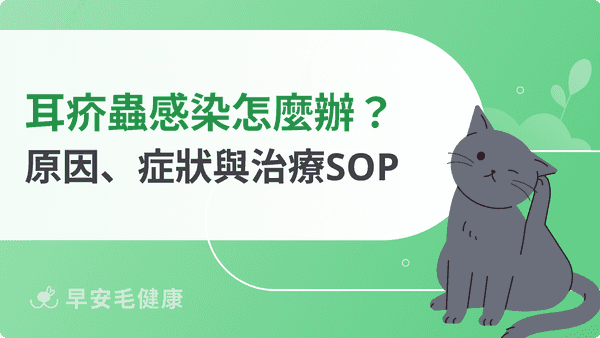 耳疥蟲來襲怎麼辦?狗貓「黑耳垢」感染原因、症狀與治療SOP