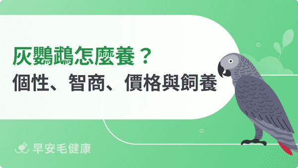 灰鸚鵡怎麼養？非洲灰鸚鵡價格、壽命、智商與新手照護重點