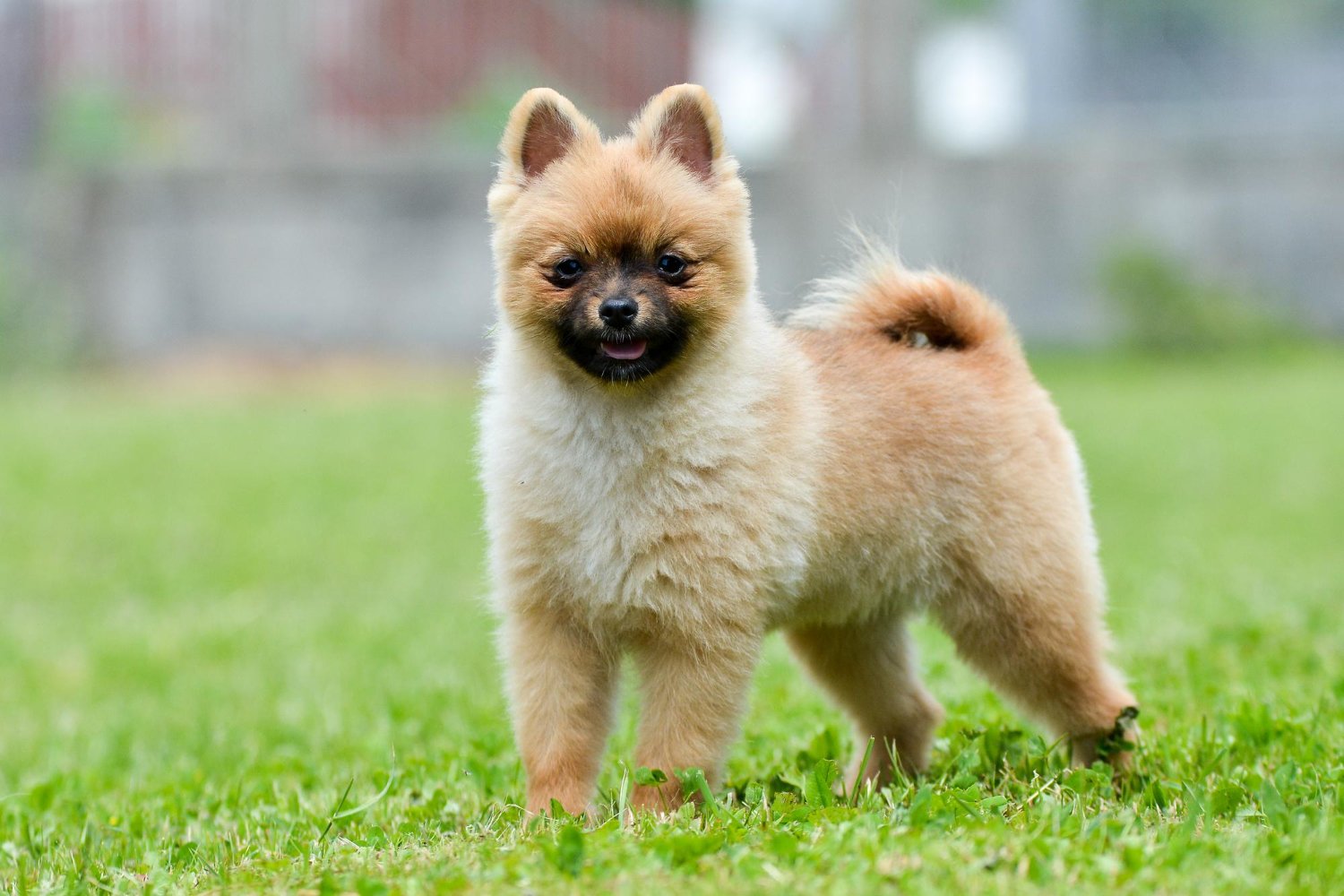 棕色博美犬站在綠色草地上面對鏡頭