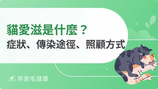 貓愛滋是什麼?愛滋貓症狀、傳染途徑、照顧方式全解析!