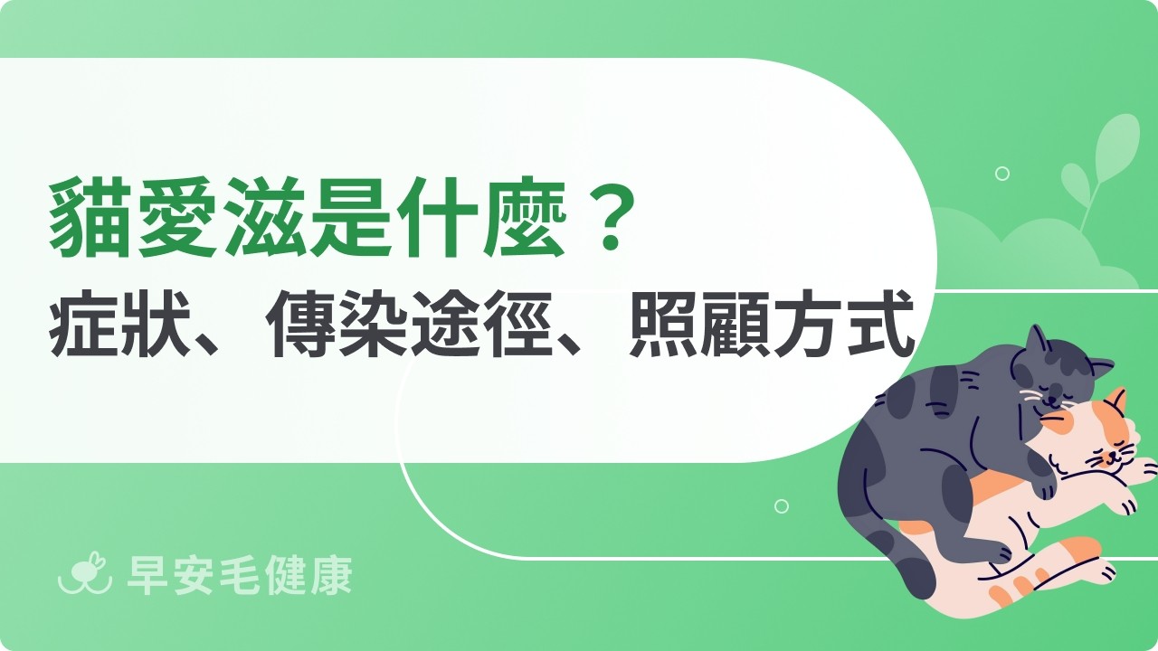 貓愛滋是什麼？愛滋貓症狀、傳染途徑、照顧方式全解析！