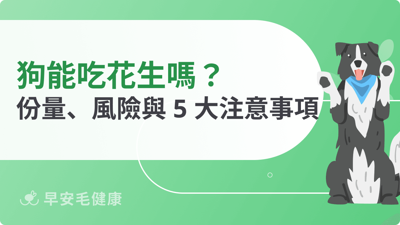 狗可以吃花生嗎?可以吃花生醬嗎?蒸花生、花生糖等常見食物解析
