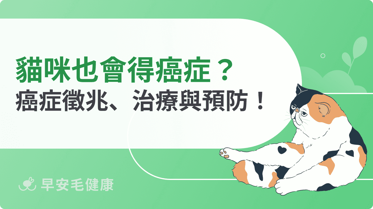 貓癌症怎麼辦？貓咪腫瘤原因、末期症狀、治療照護完整解析！