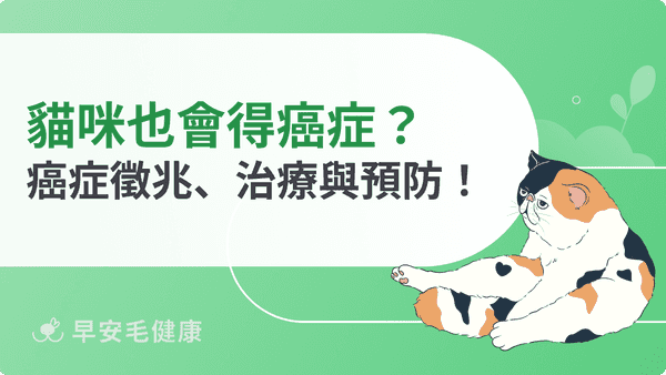 貓咪也會得癌症?獸醫淺談癌症徵兆、治療與預防!