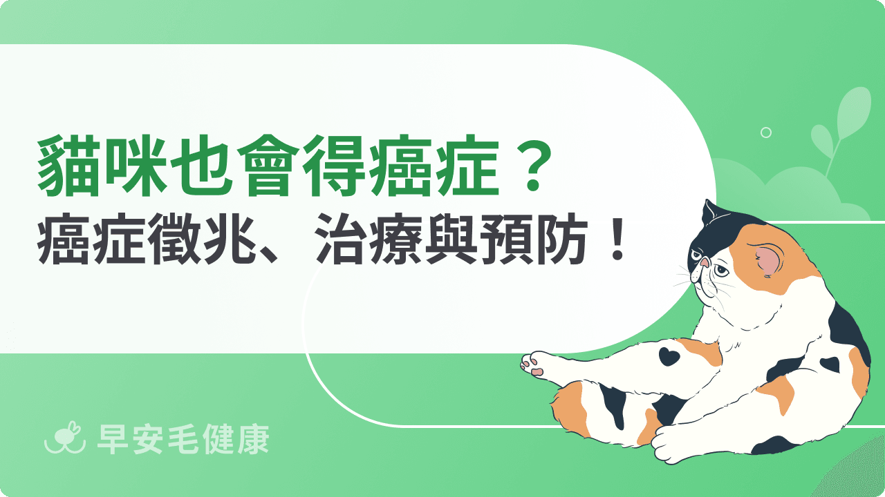 貓咪也會得癌症？獸醫淺談癌症徵兆、治療與預防！