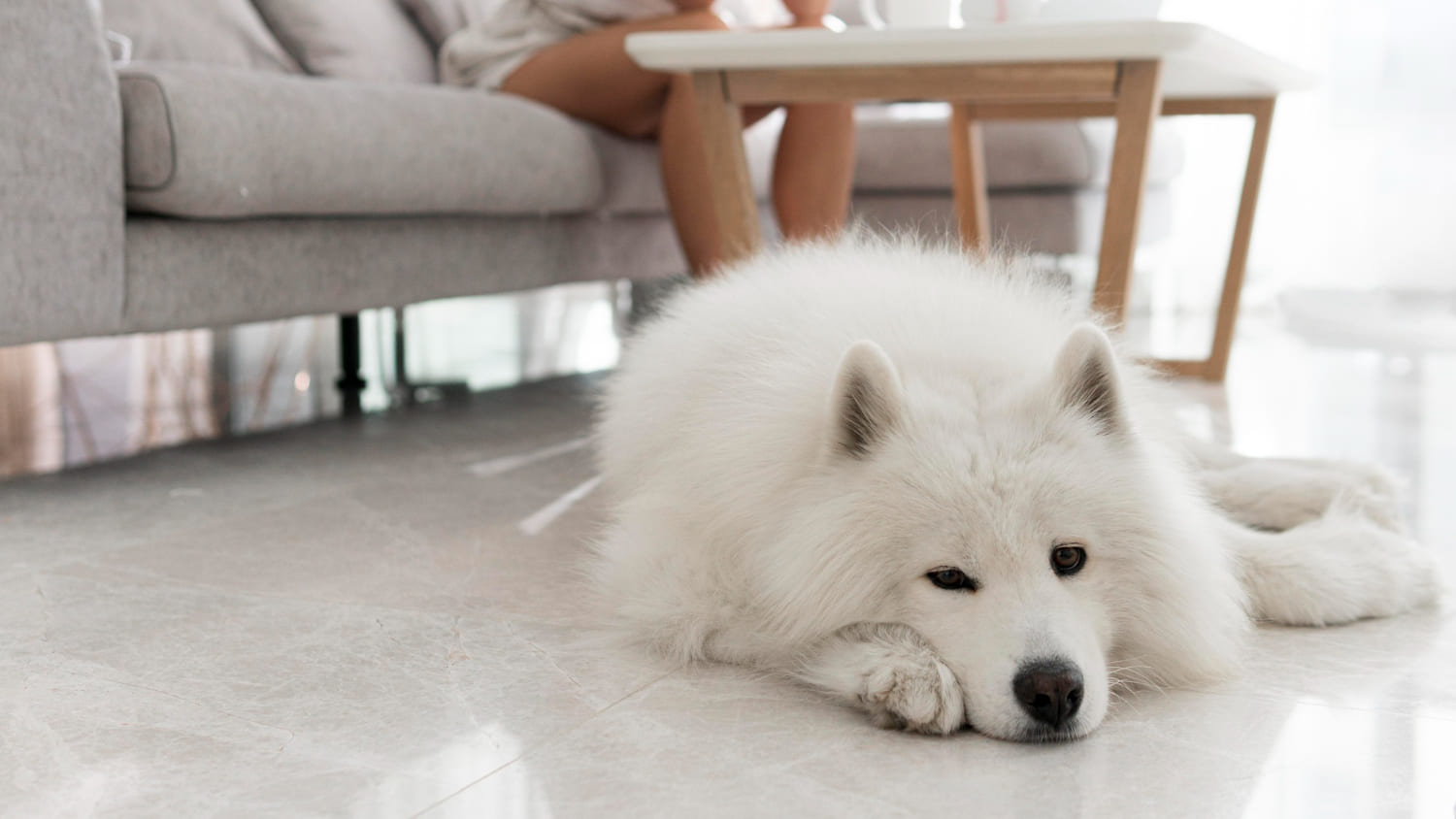 28.japanese-spitz-guide-3