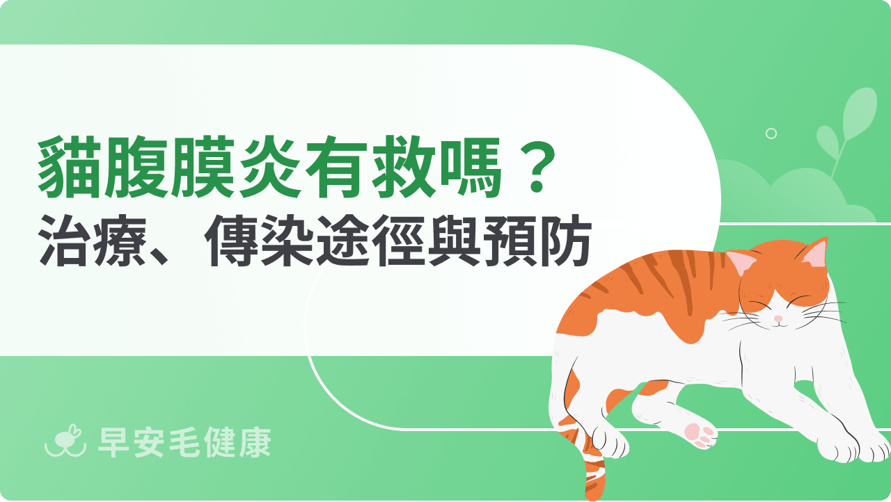 貓傳染性腹膜炎有救嗎？獸醫談貓腹膜炎治療、傳染途徑與預防