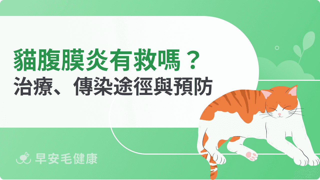 貓腹膜炎會傳染嗎？獸醫分享貓冠狀病毒、症狀、治療、預防