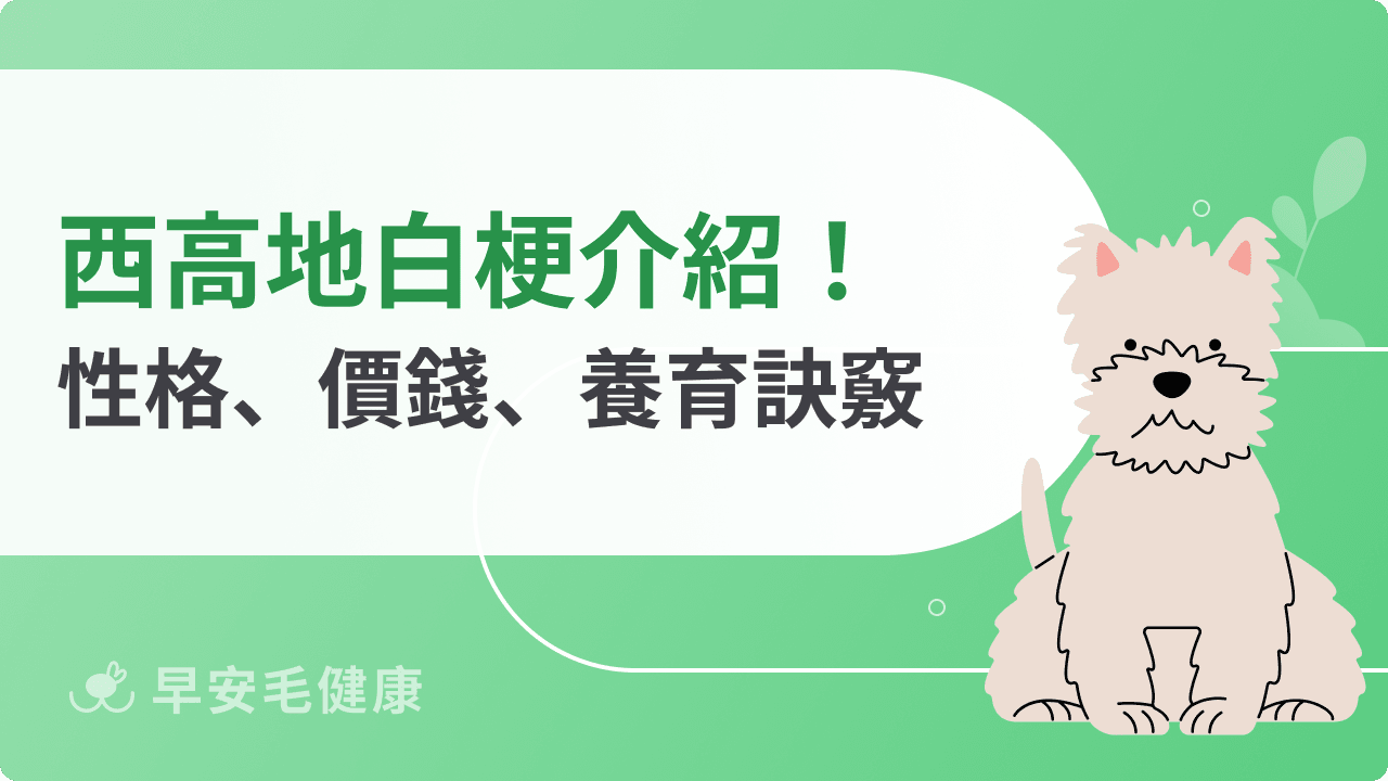 西高地白梗新手必看！西沙狗性格、費用、健康與養育訣竅