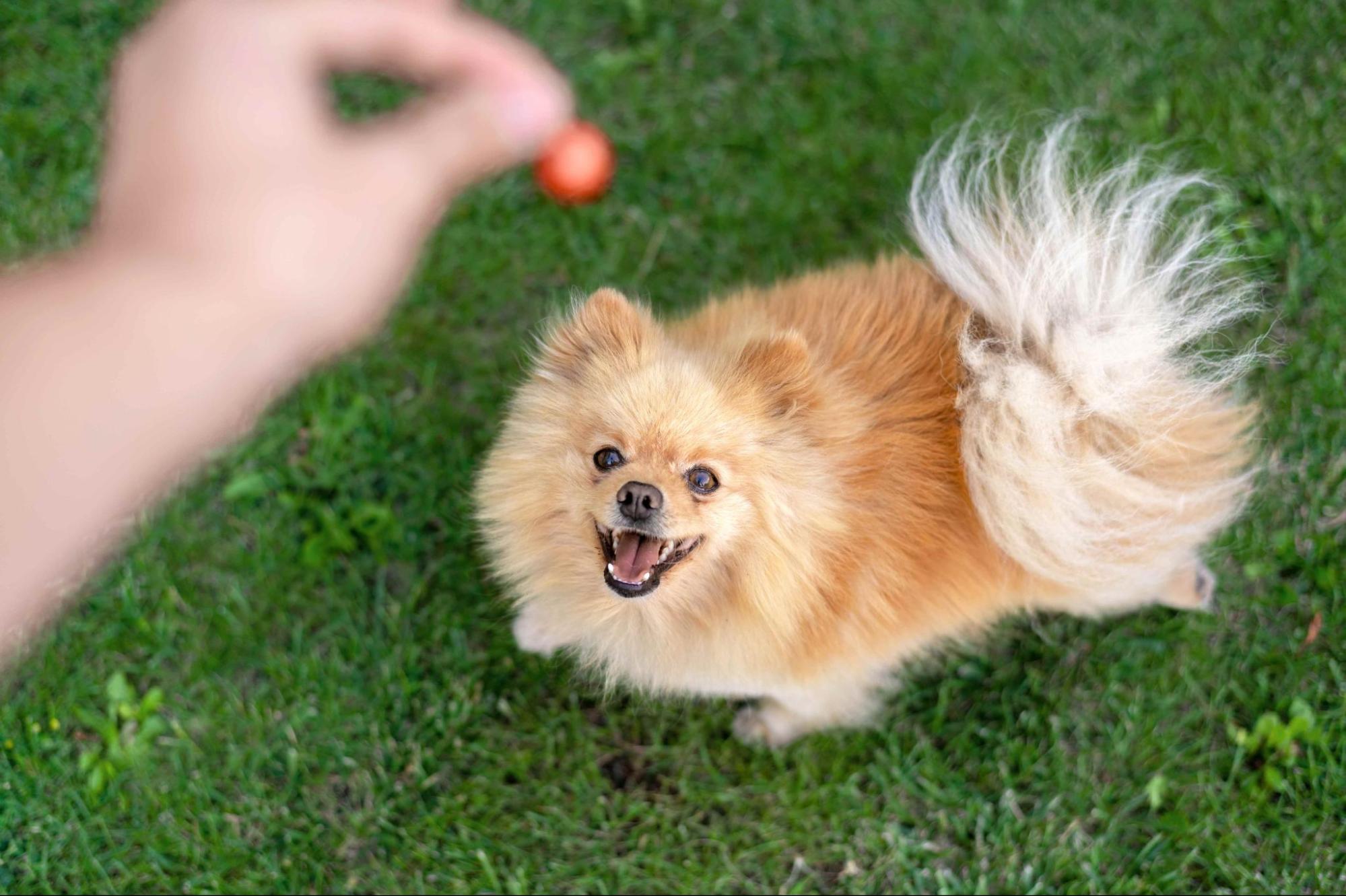 31.pomeranian-dog-guide-2