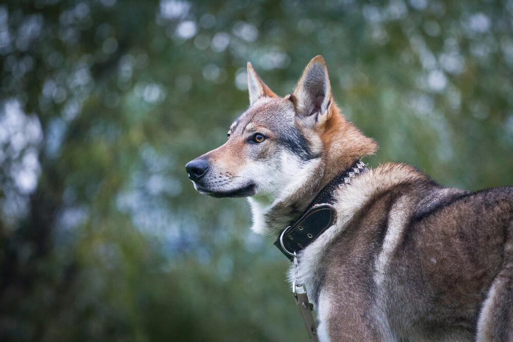 46. czechoslovakian-wolfdog-guide-1