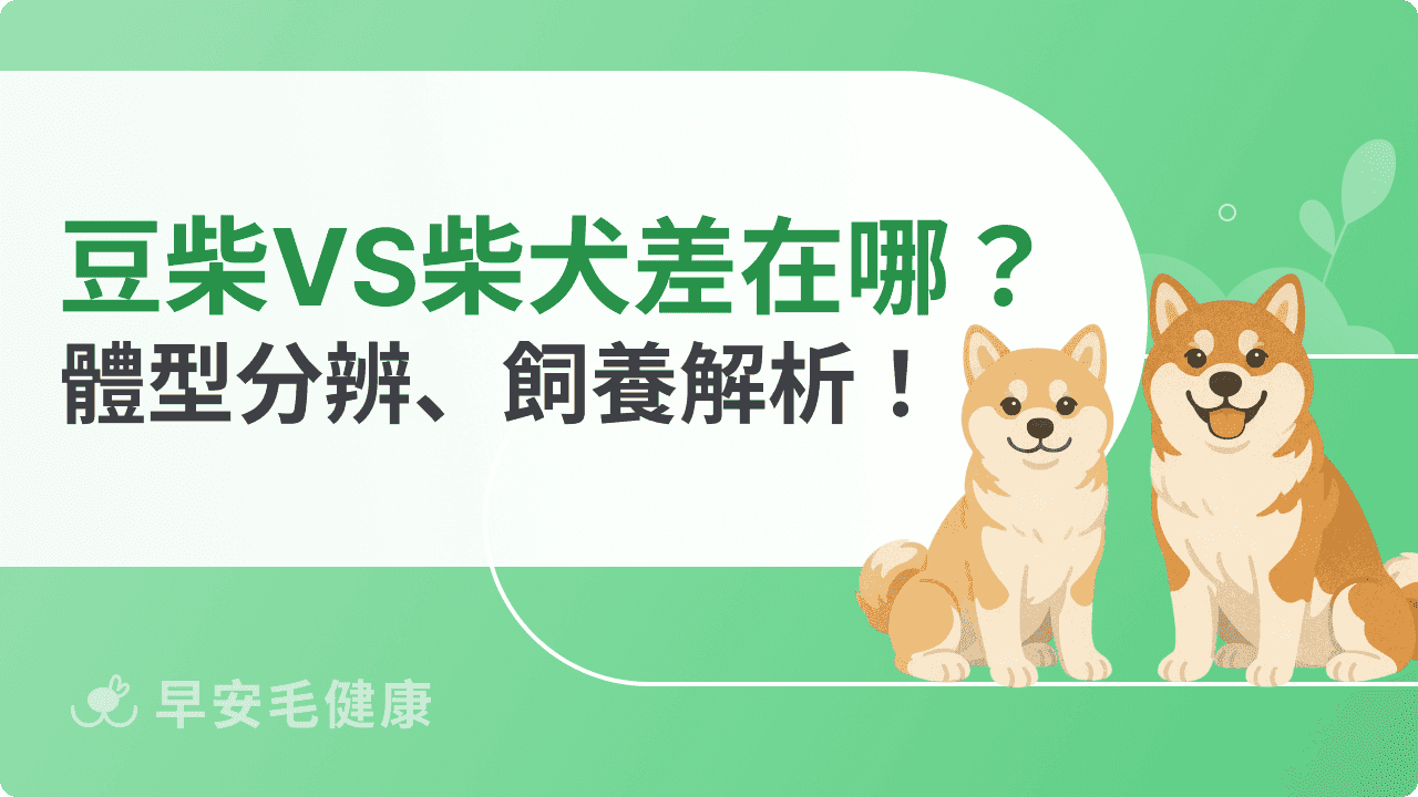 豆柴＆柴犬差別在哪？體型、分辨方法、飼養指南3分鐘就弄懂