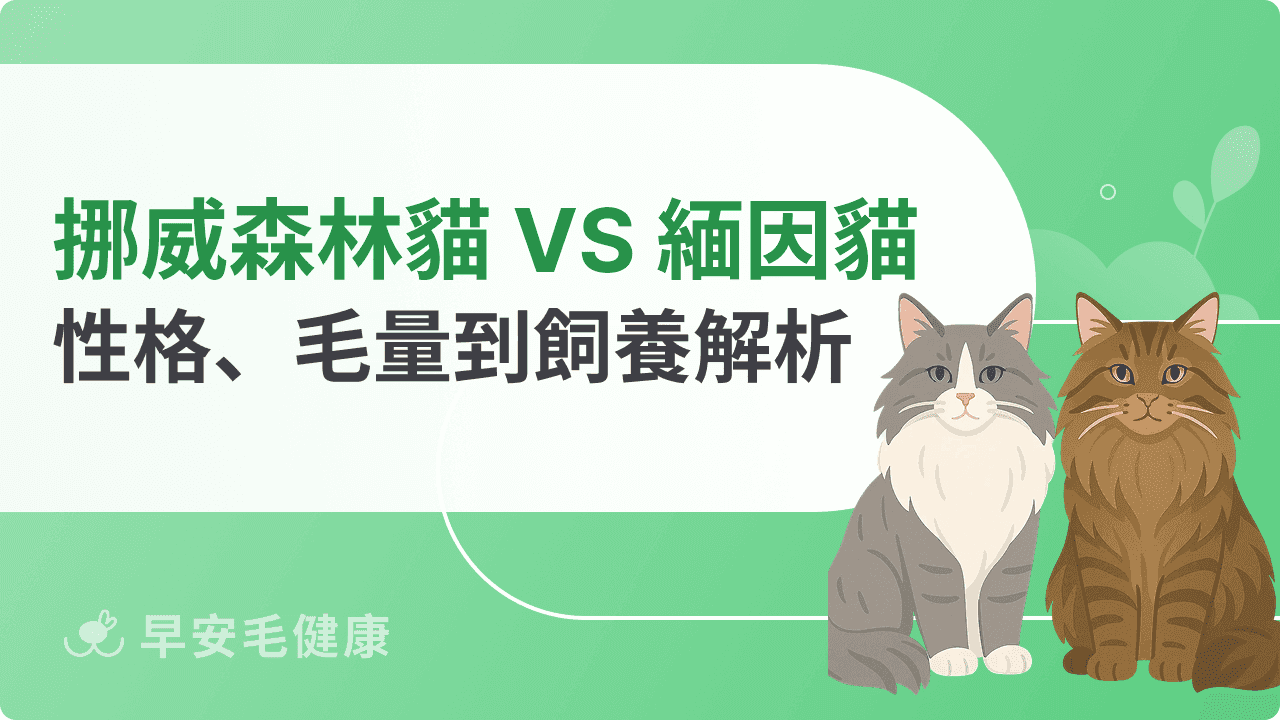 挪威森林貓、緬因貓比一比：哪種大型毛孩更適合你的家庭？