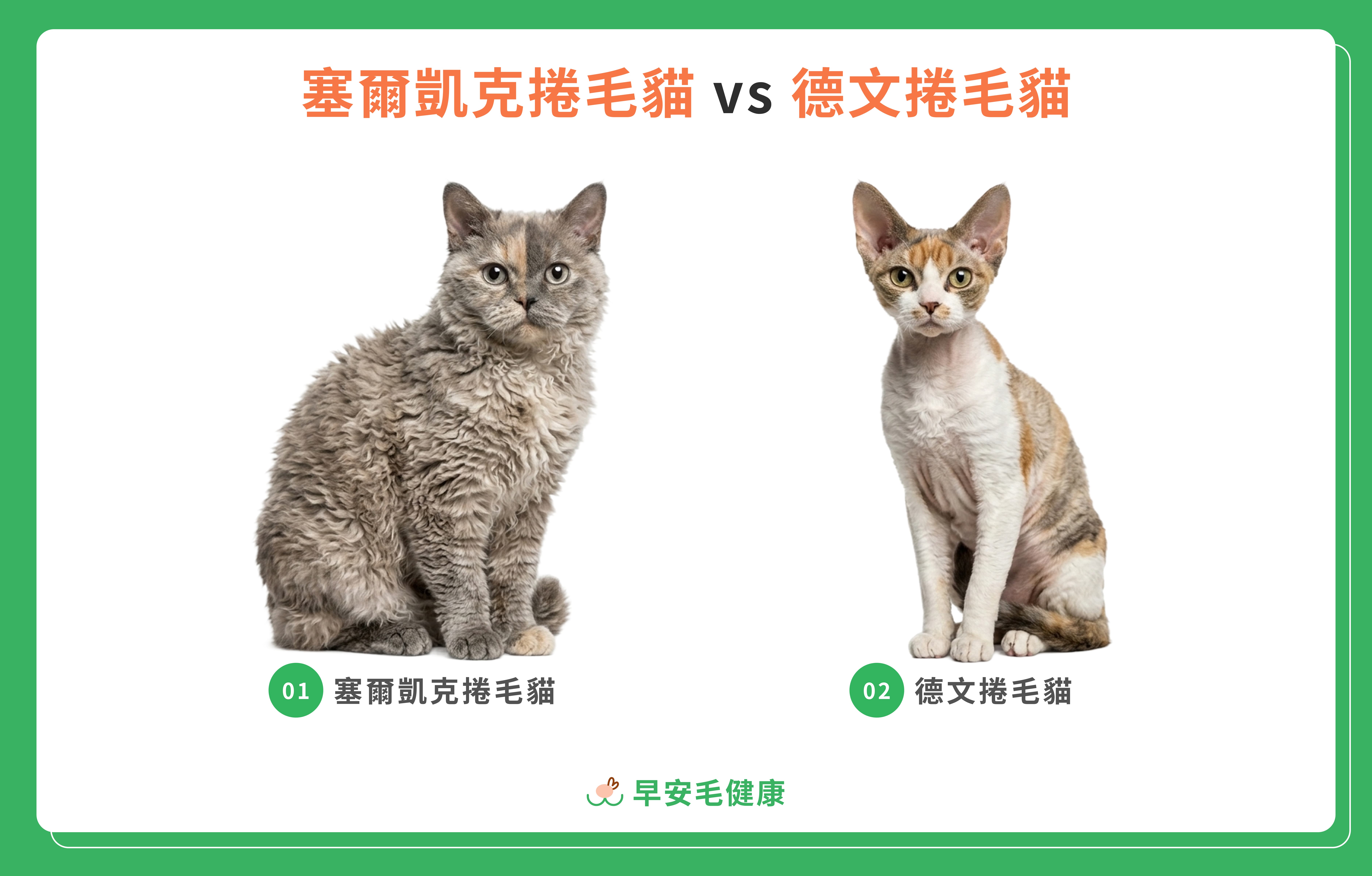 塞爾凱克捲毛貓 vs 德文捲毛貓