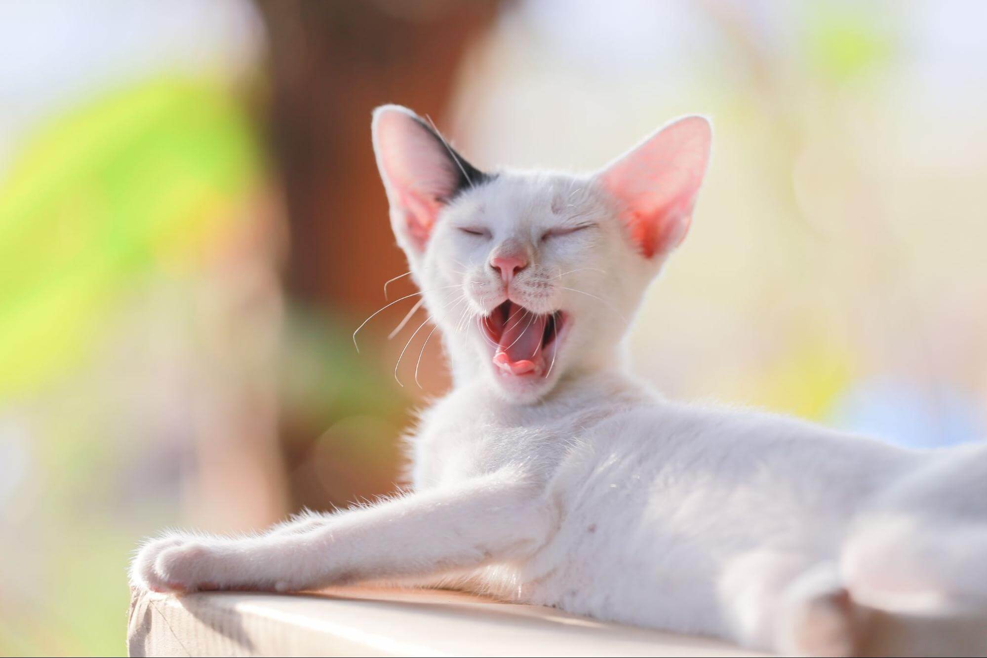 333. AI - side-effects-of-matatabi-1