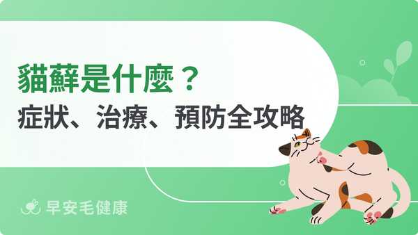 貓癬治療指南|貓癬會傳染給人嗎?貓癬症狀、檢查、治療與預防