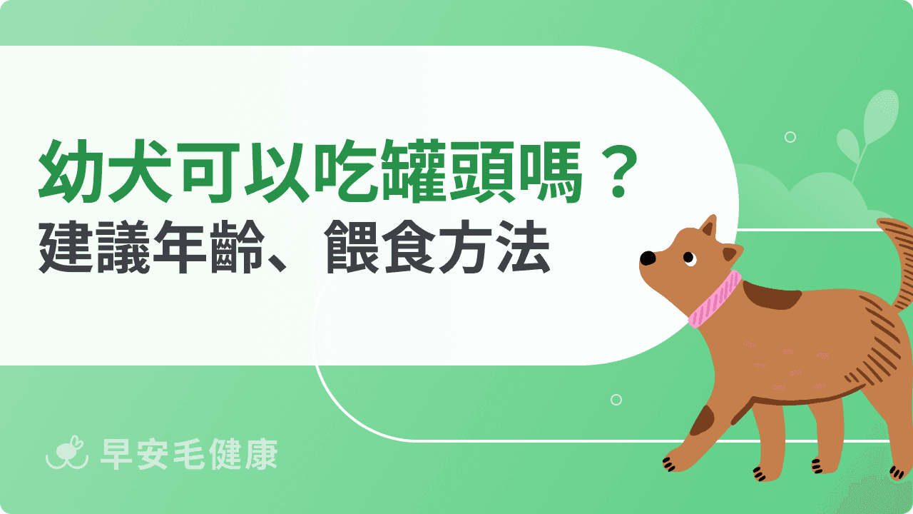 幼犬可以吃罐頭嗎？適合年齡、營養優缺點與餵食重點解析