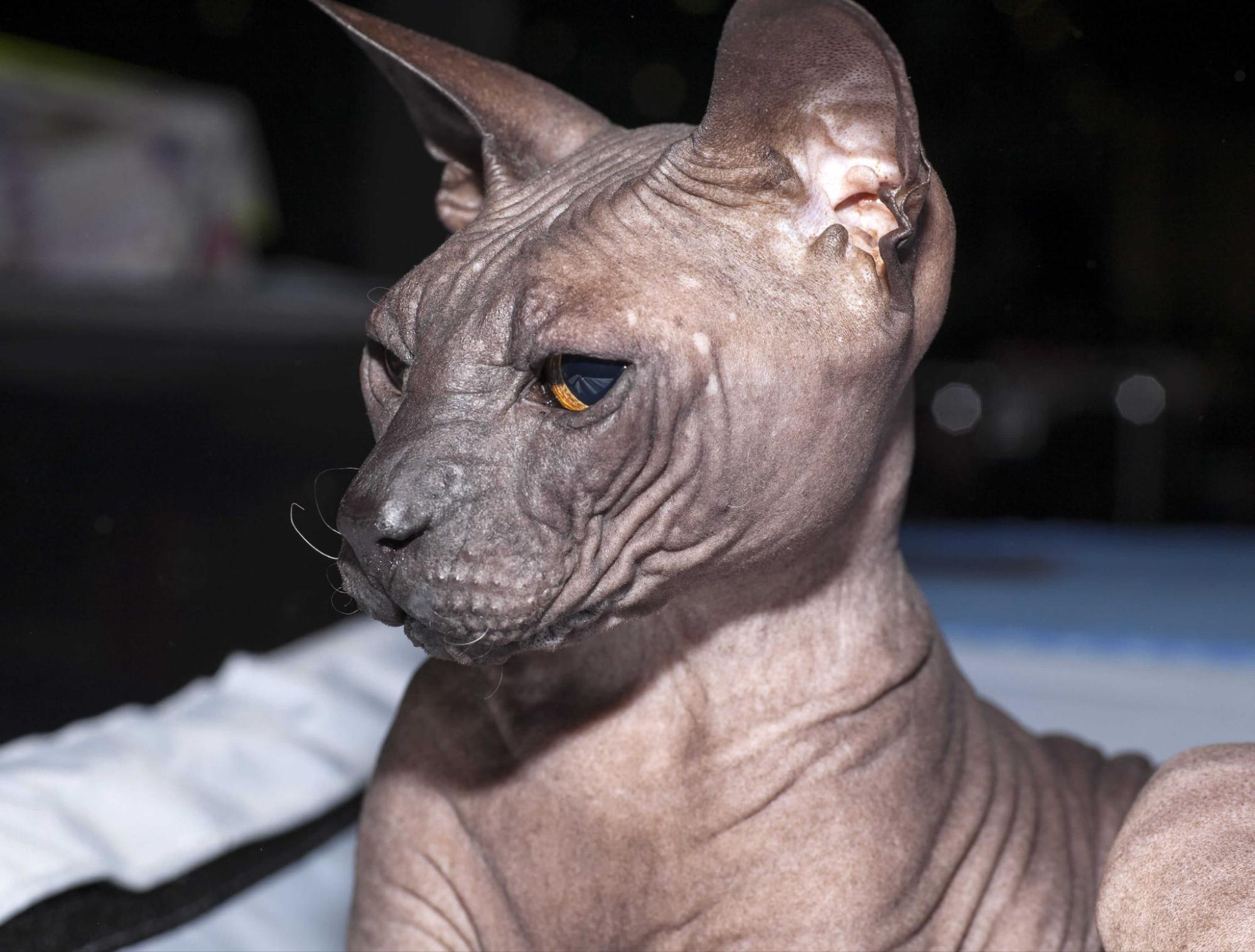 37.hairless-cat-guide-3