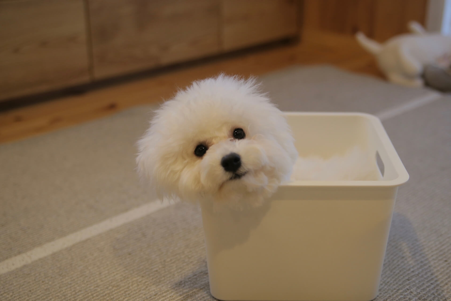 比熊犬在盆子裡面露出頭的可愛模樣