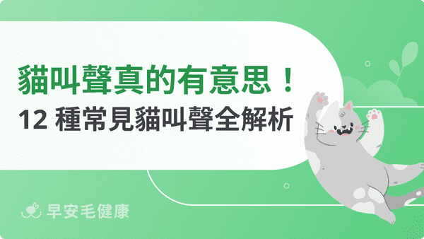 貓叫聲代表什麼？12 種常見貓咪叫聲意思分析！