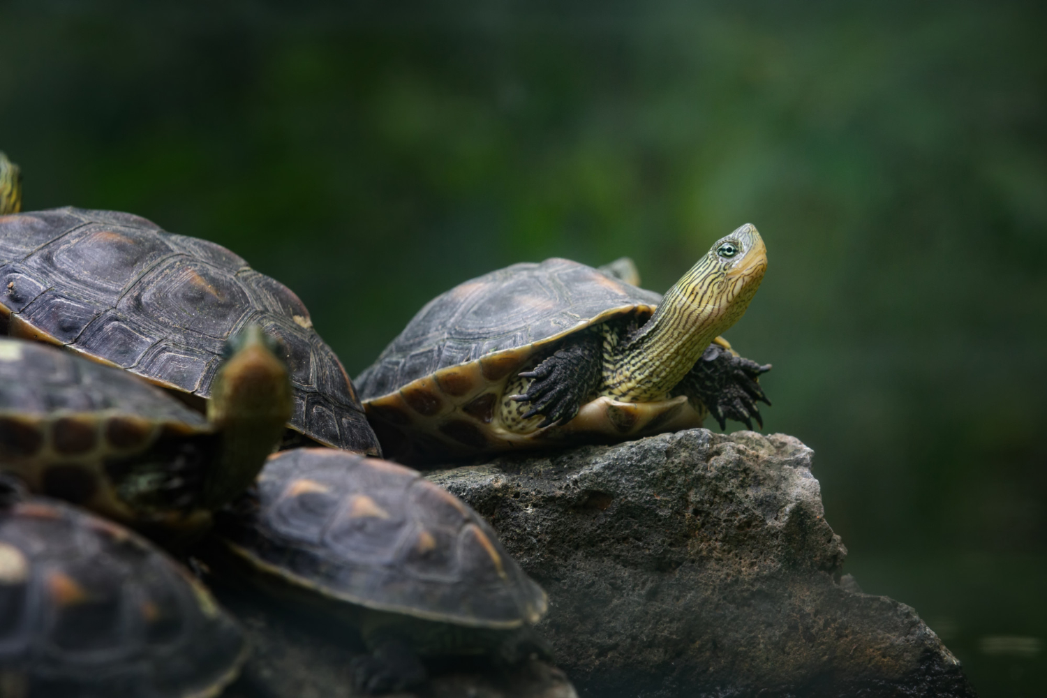 83.chinese-stripe-necked-turtle-guide-3