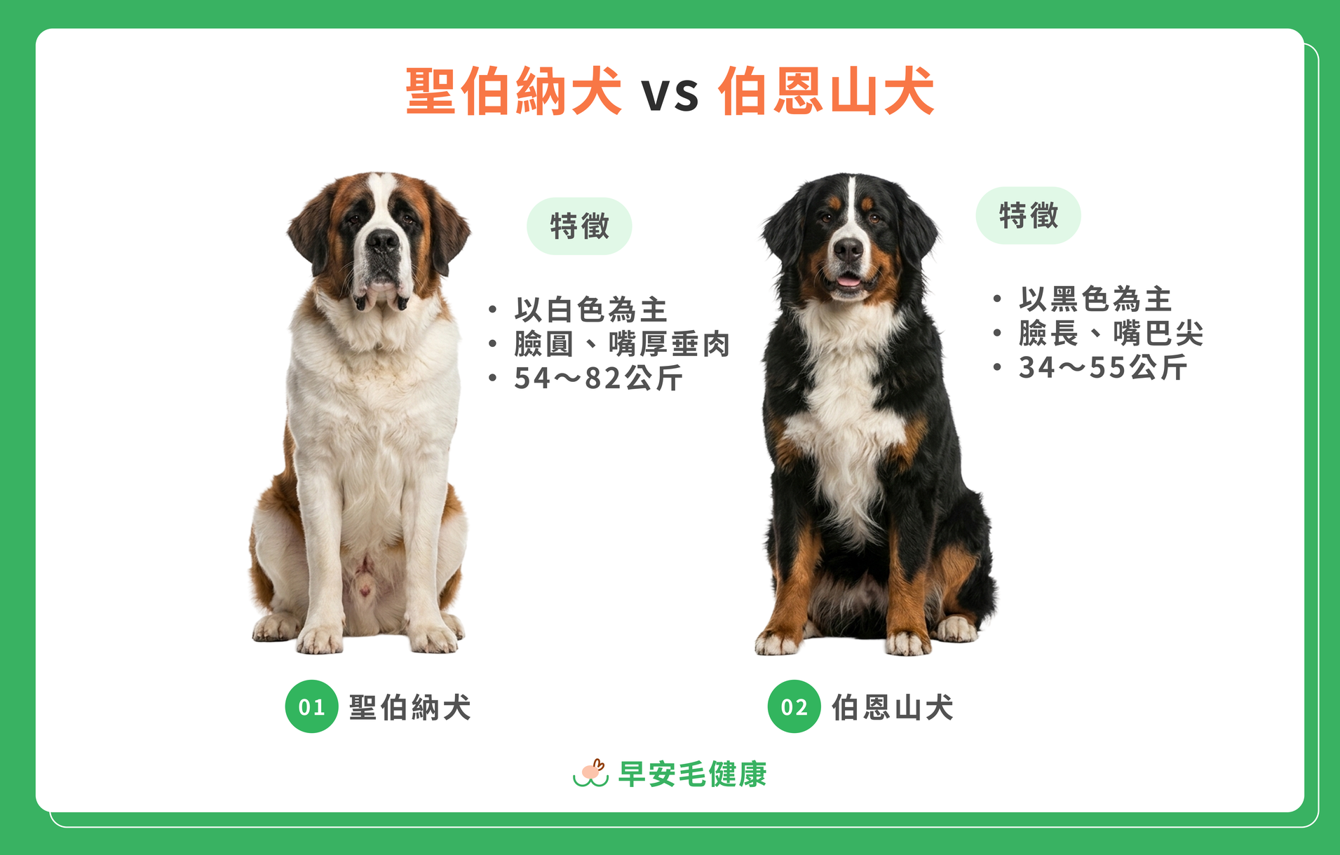 聖伯納犬 VS 伯恩山犬區分