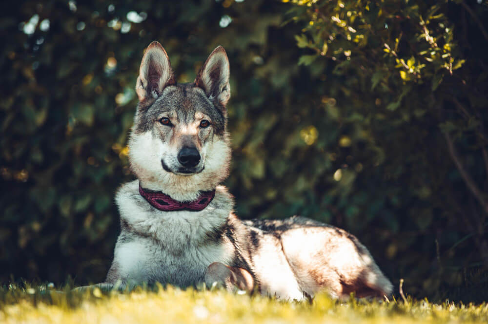 狼犬躺臥草地凝視鏡頭