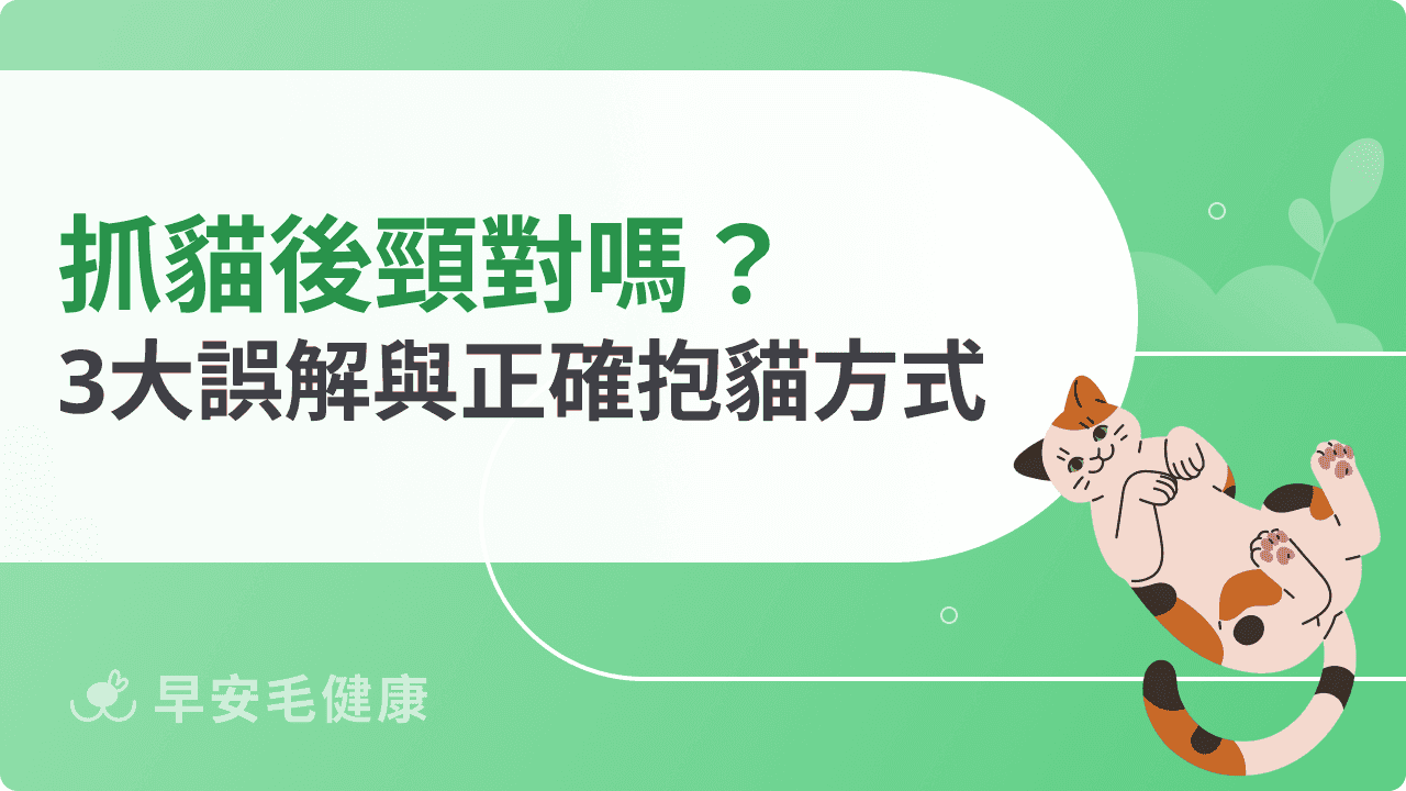 抓貓後頸對嗎?3大常見誤解與正確抱貓方式