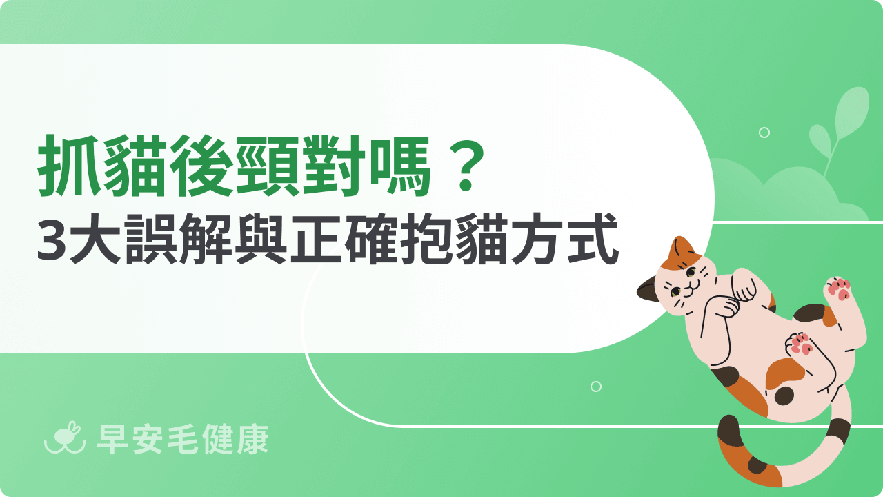 抓貓後頸對嗎？3大常見誤解與正確抱貓方式