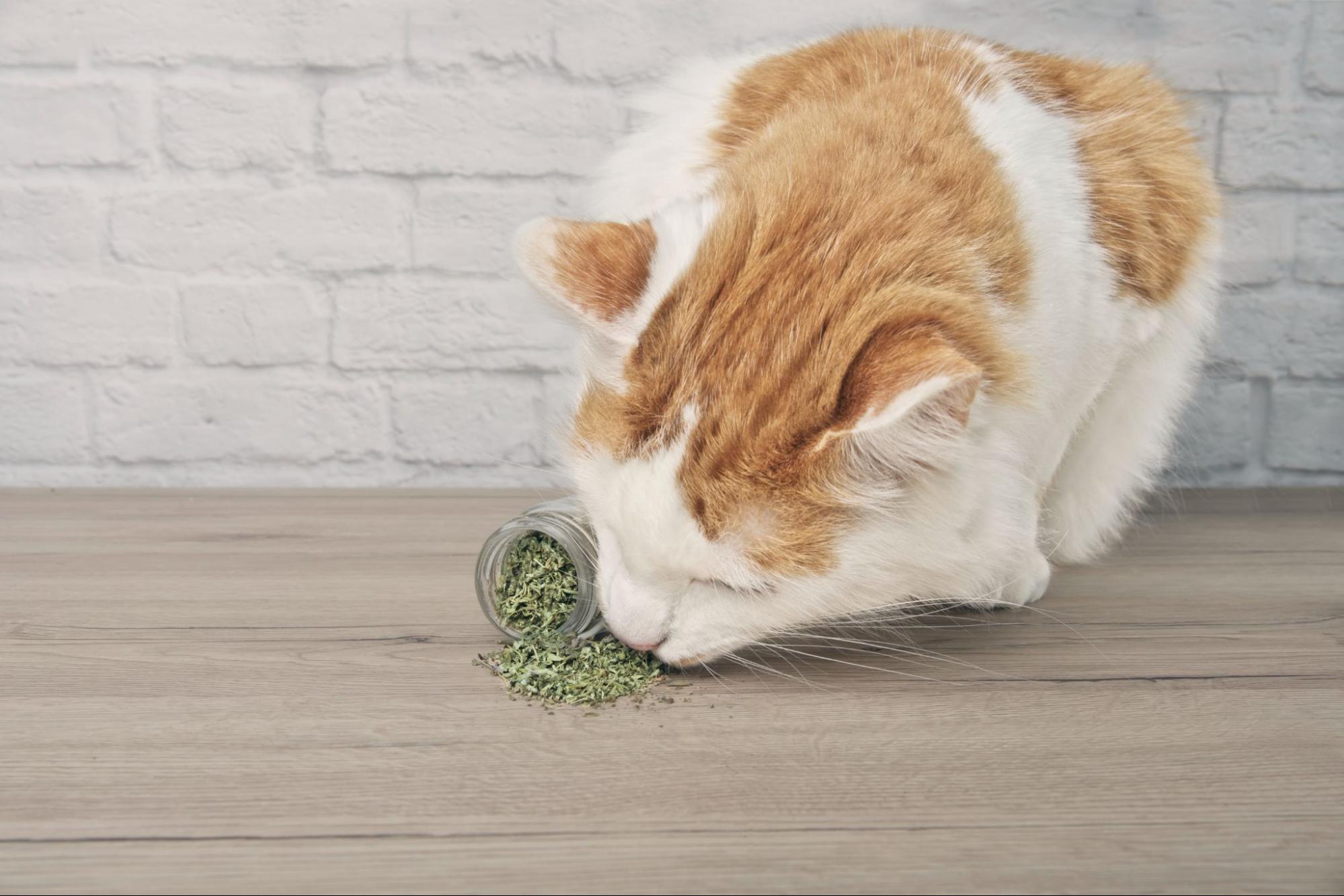 197. AI - can-humans-eat-catnip-1