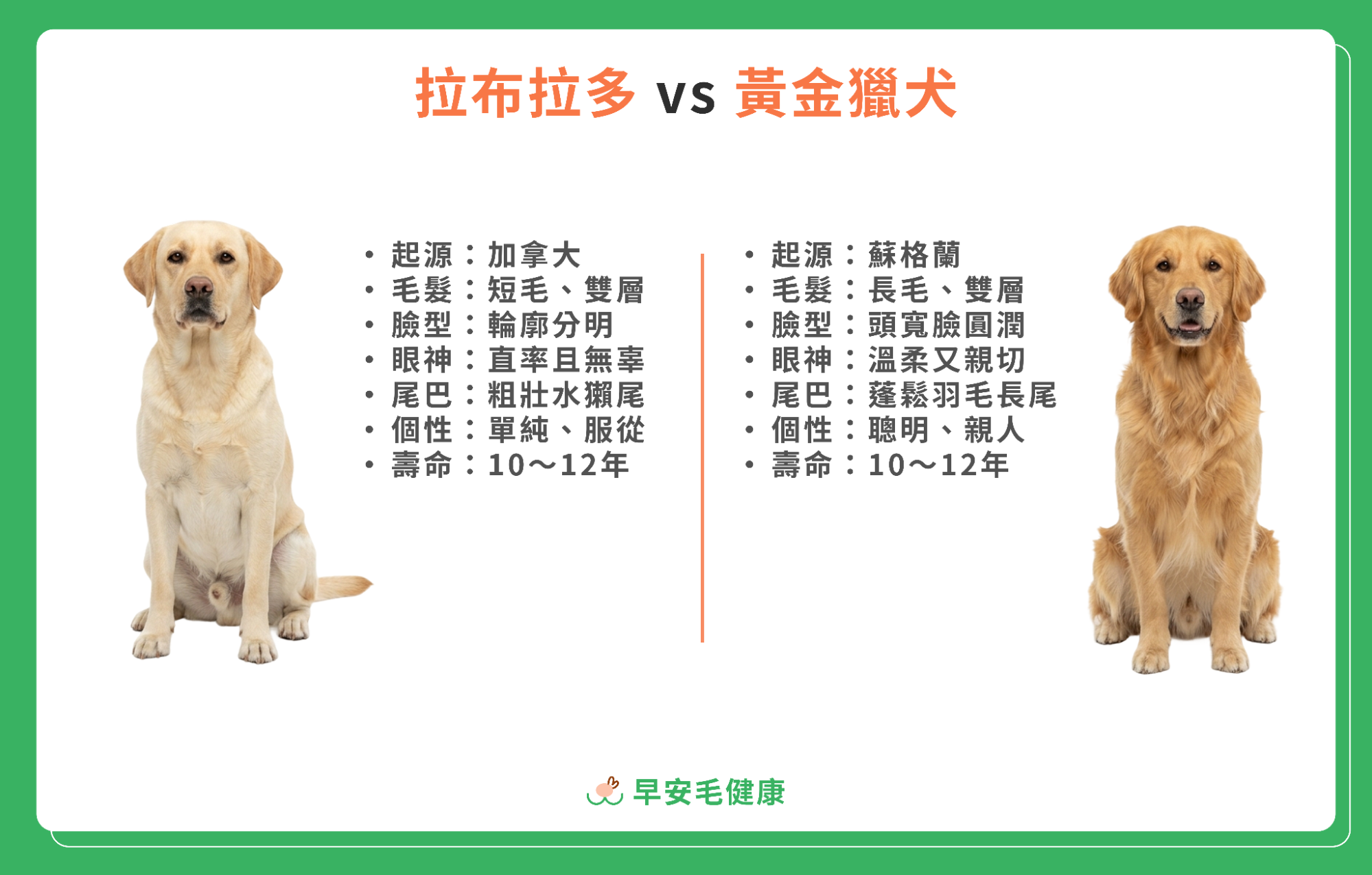 拉布拉多與黃金獵犬外觀特徵比較圖，列出起源、毛髮、臉型與個性等差異