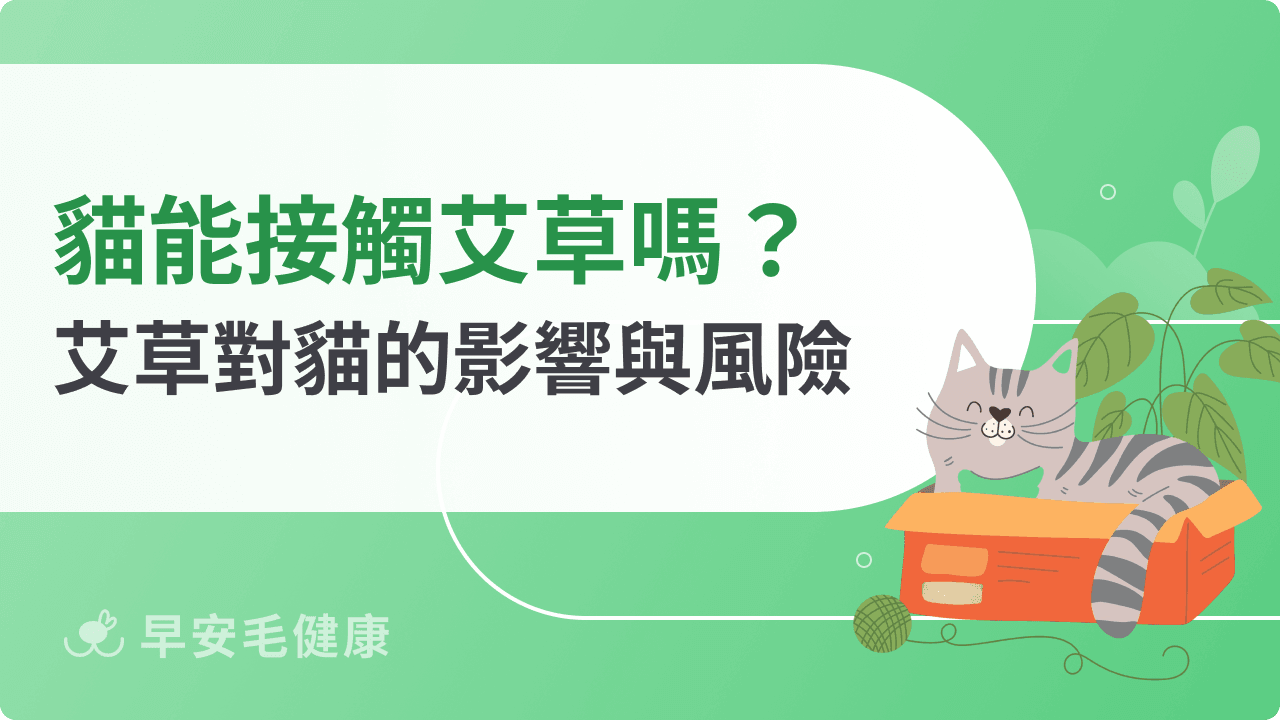 貓能接觸艾草嗎?揭開艾草對貓咪的影響與風險