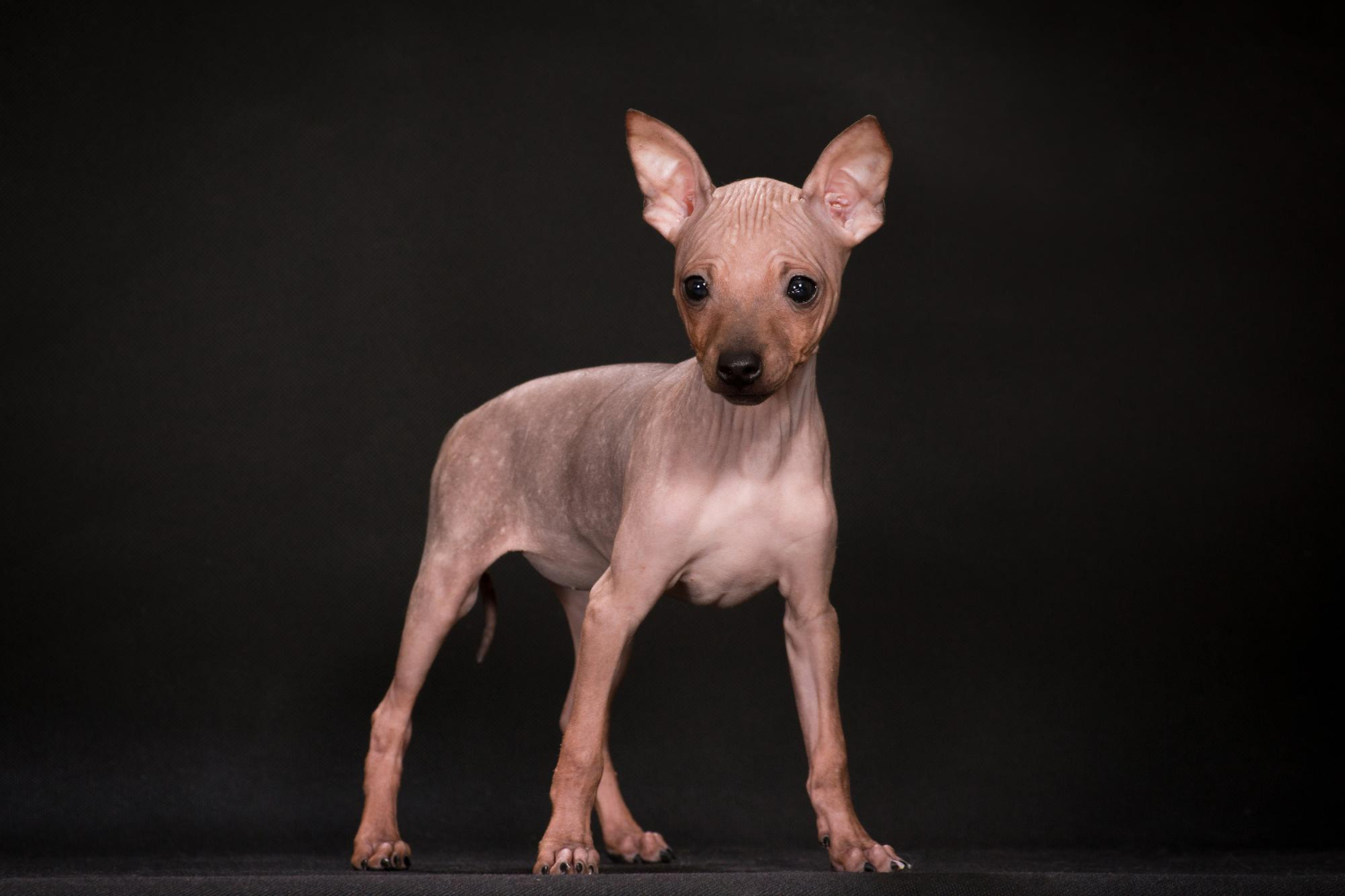 膚色美國無毛梗幼犬在黑色背景前正面站立大耳朵豎起