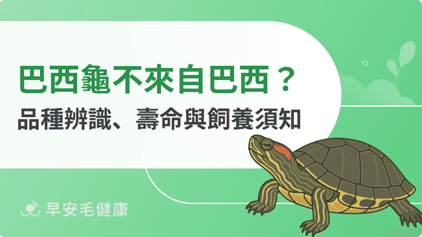 巴西龜怎麼養?紅耳龜vs斑龜品種辨識、壽命與飼養須知