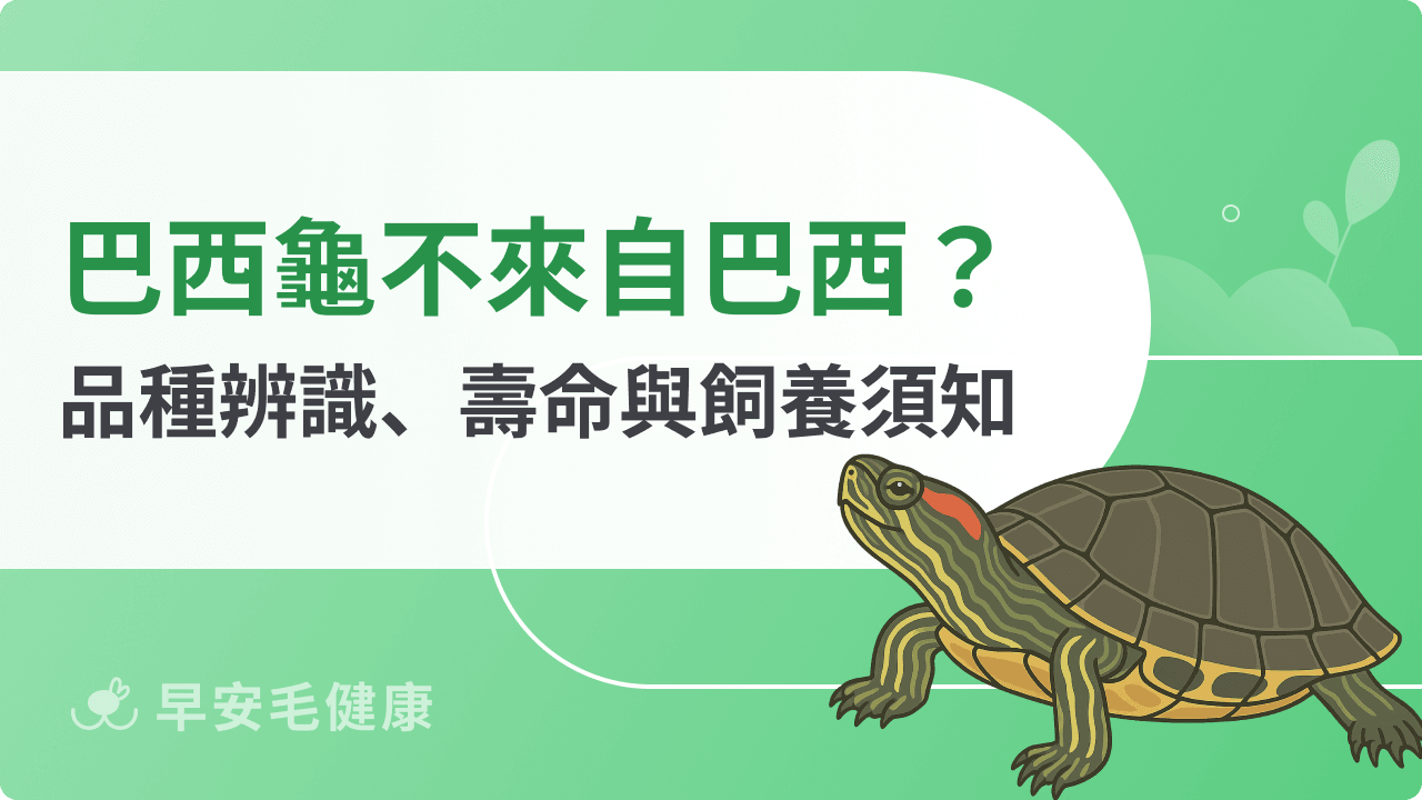 巴西龜難養嗎?紅耳龜vs斑龜品種辨識、壽命與飼養須知