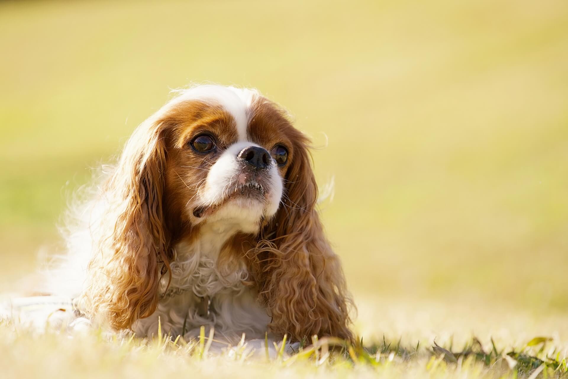 查理士王小獵犬趴在草地上的近照