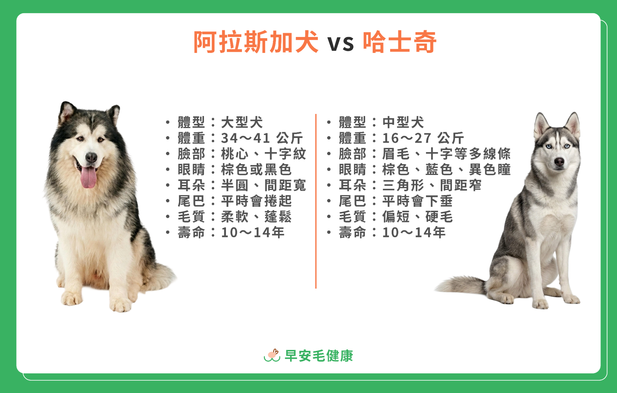 哈士奇和阿拉斯加怎麼分?5 大外觀差異