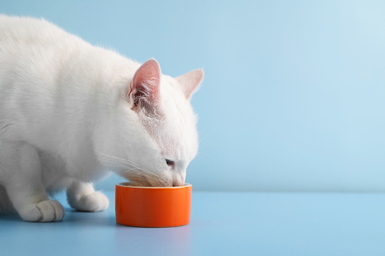 123.cat-can-guide-3