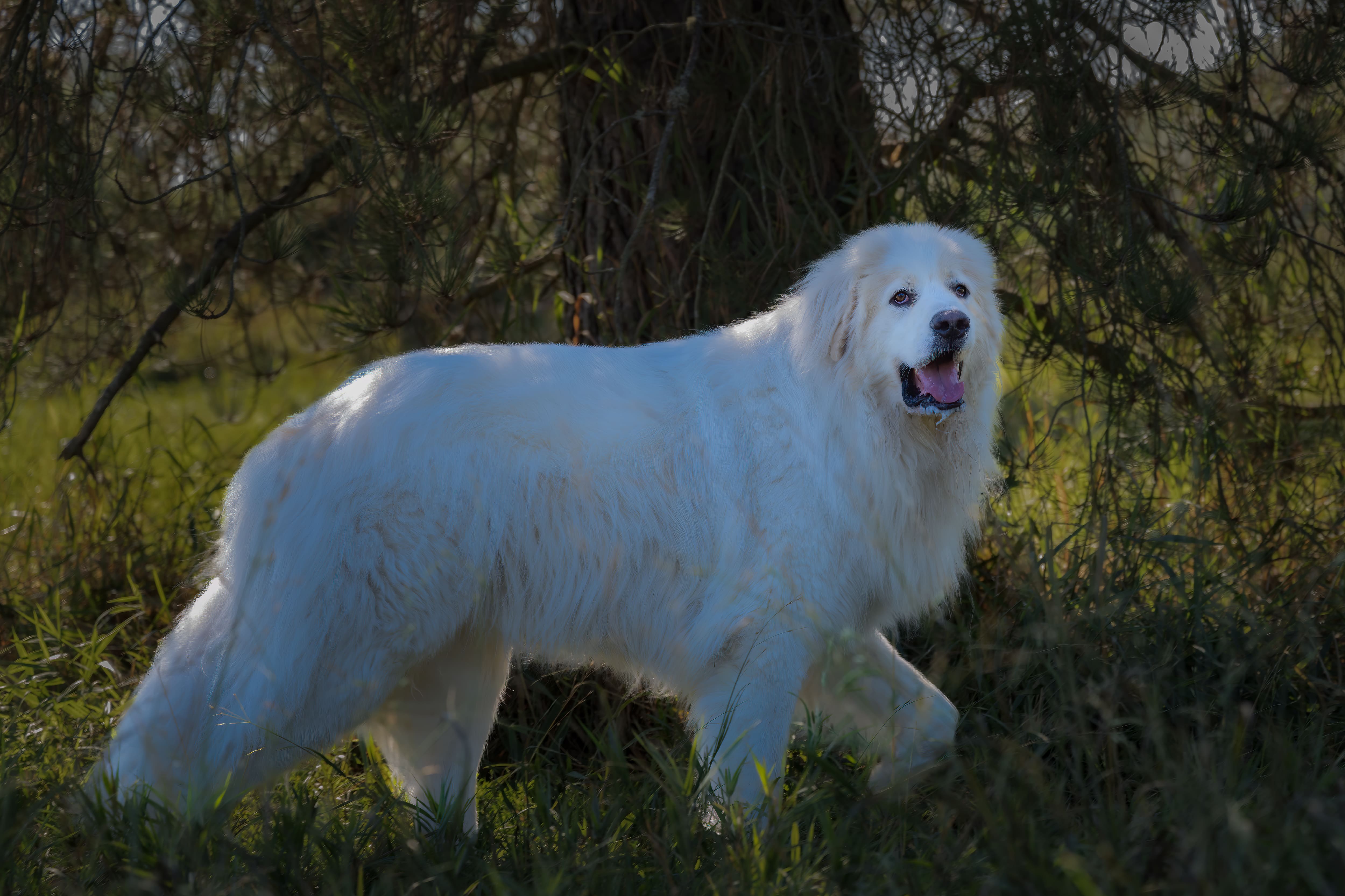 大白熊走在草地上散步