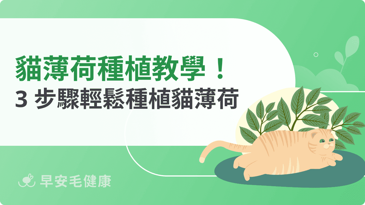 貓薄荷種植教學大公開!新手飼主也能成功養出貓咪最愛植物
