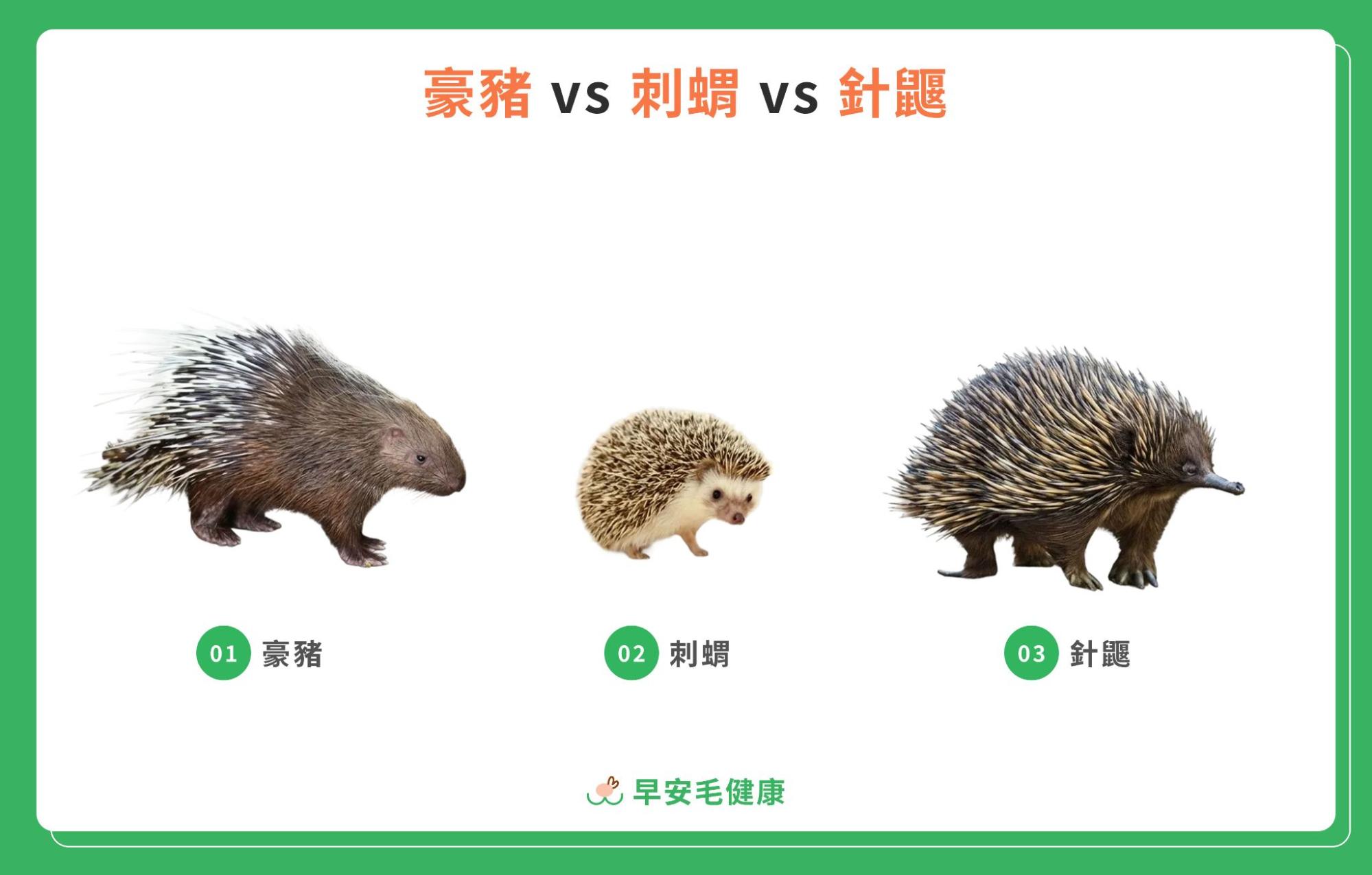 豪豬、刺蝟與針鼴的外觀比較圖