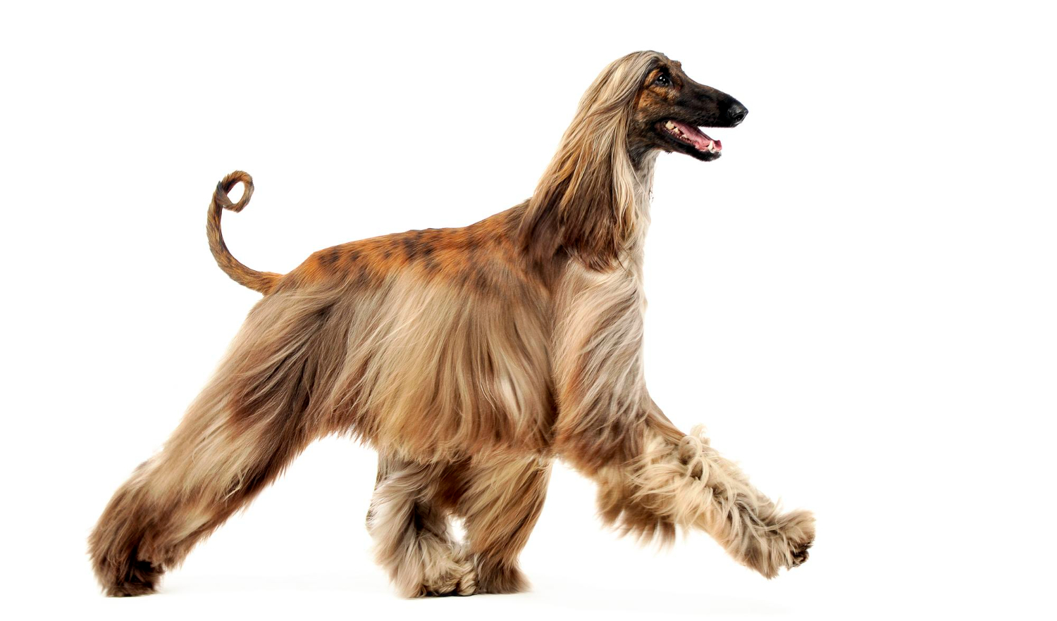 阿富汗獵犬側面行走特寫