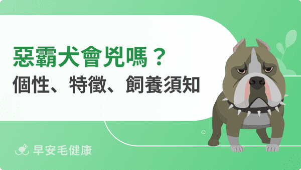 比特犬台灣可以養嗎?解析法規限制、飼養重點與防護自保守則