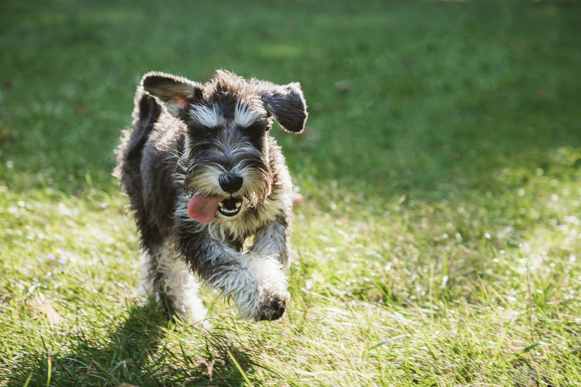 35.schnauzer-guide-3