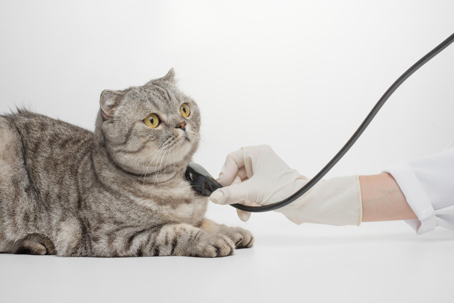 6.cat-feline-infectious-peritonitis-1