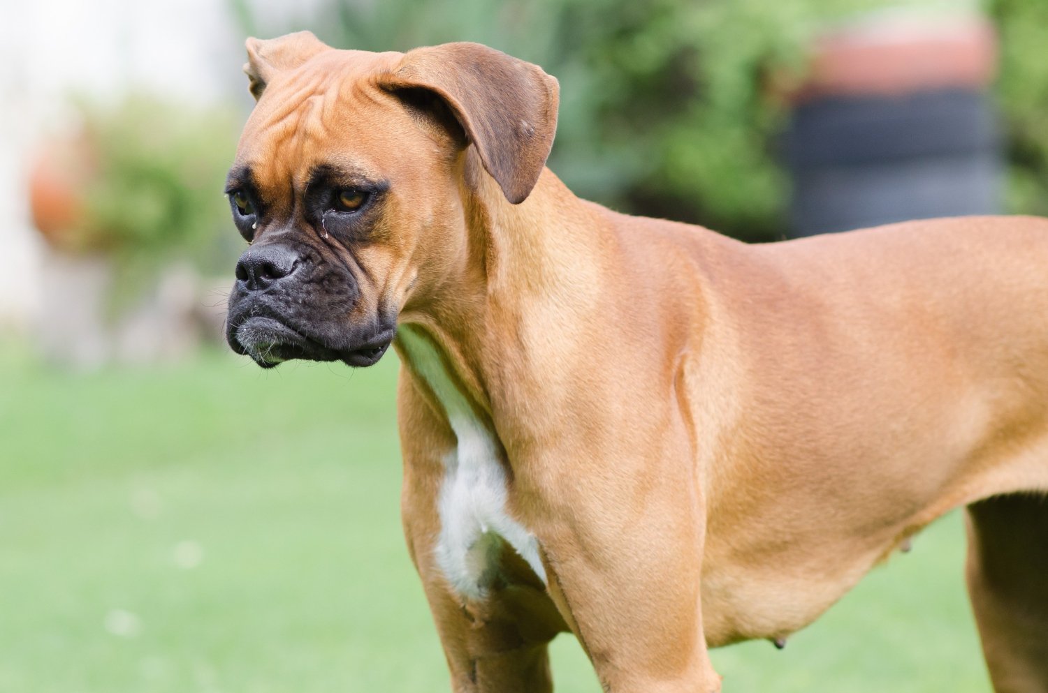 拳師犬站立側面照