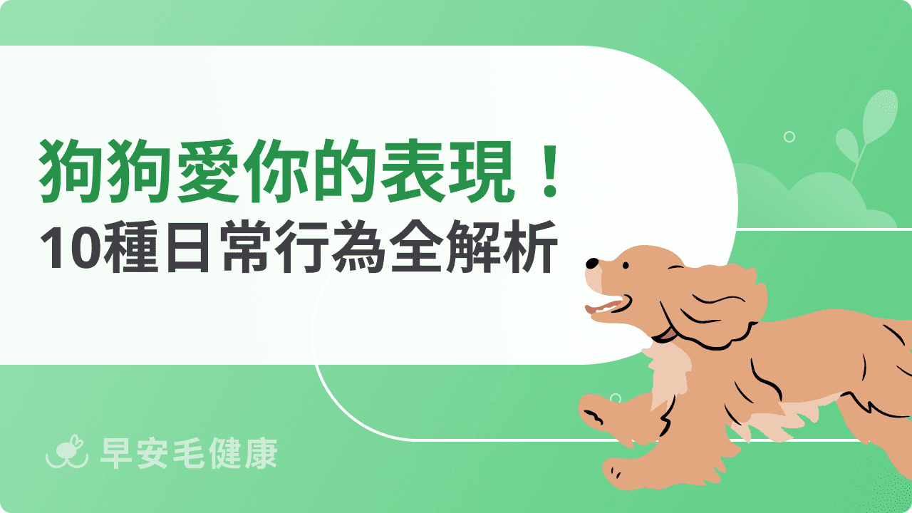 狗狗愛你的表現有哪些?10種日常行為全解析