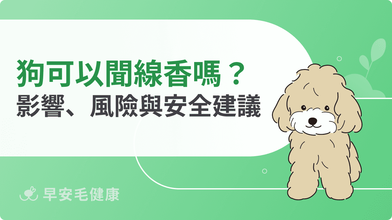 貓可以聞線香嗎？拜拜時要注意什麼？安全距離與禁忌