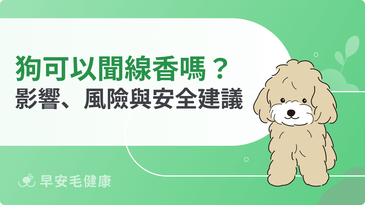 貓可以聞線香嗎？拜拜時要注意什麼？安全距離與禁忌